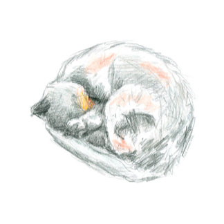 Cat Nap Drawing