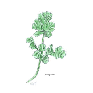 Celery Leaf Botanical Drawing