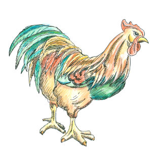 Rooster Illustration