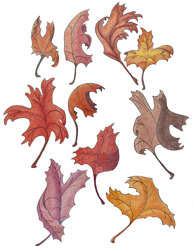 Pen and ink with color pencil illustration of autumn leaves dancing in the wind.