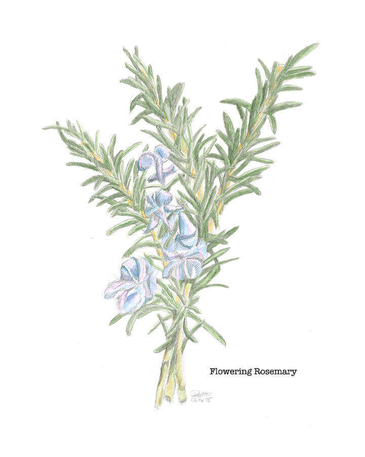 Flowering rosemary botanical illustration