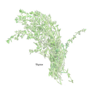 Thyme Botanical Illustration
